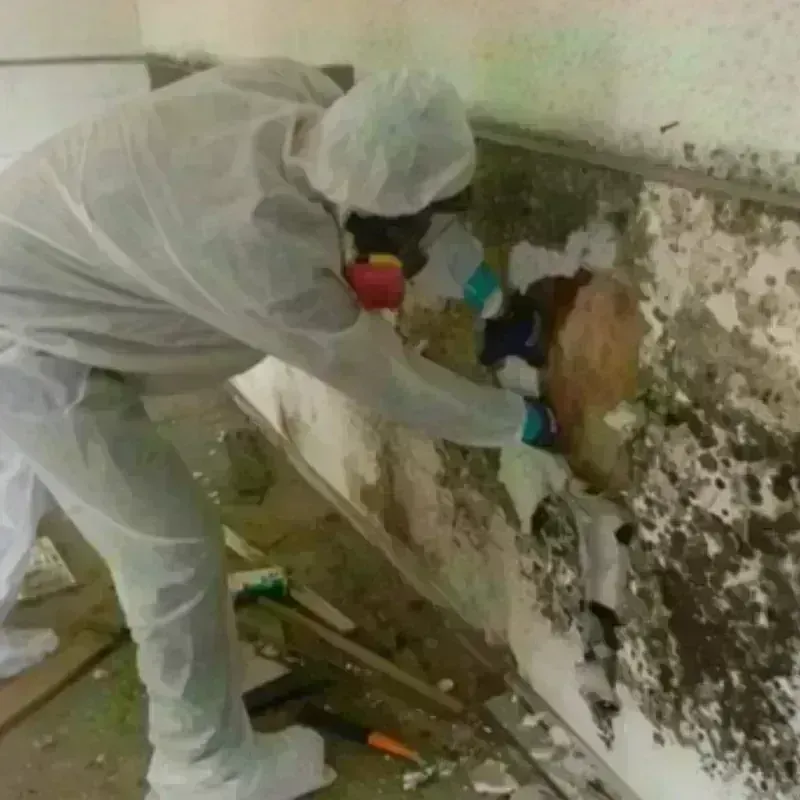 Mold Remediation and Removal in Saco, ME